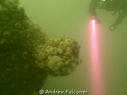 Another shot from recent dive trip to Scapa Flow on Germa... by Andrew Falconer 